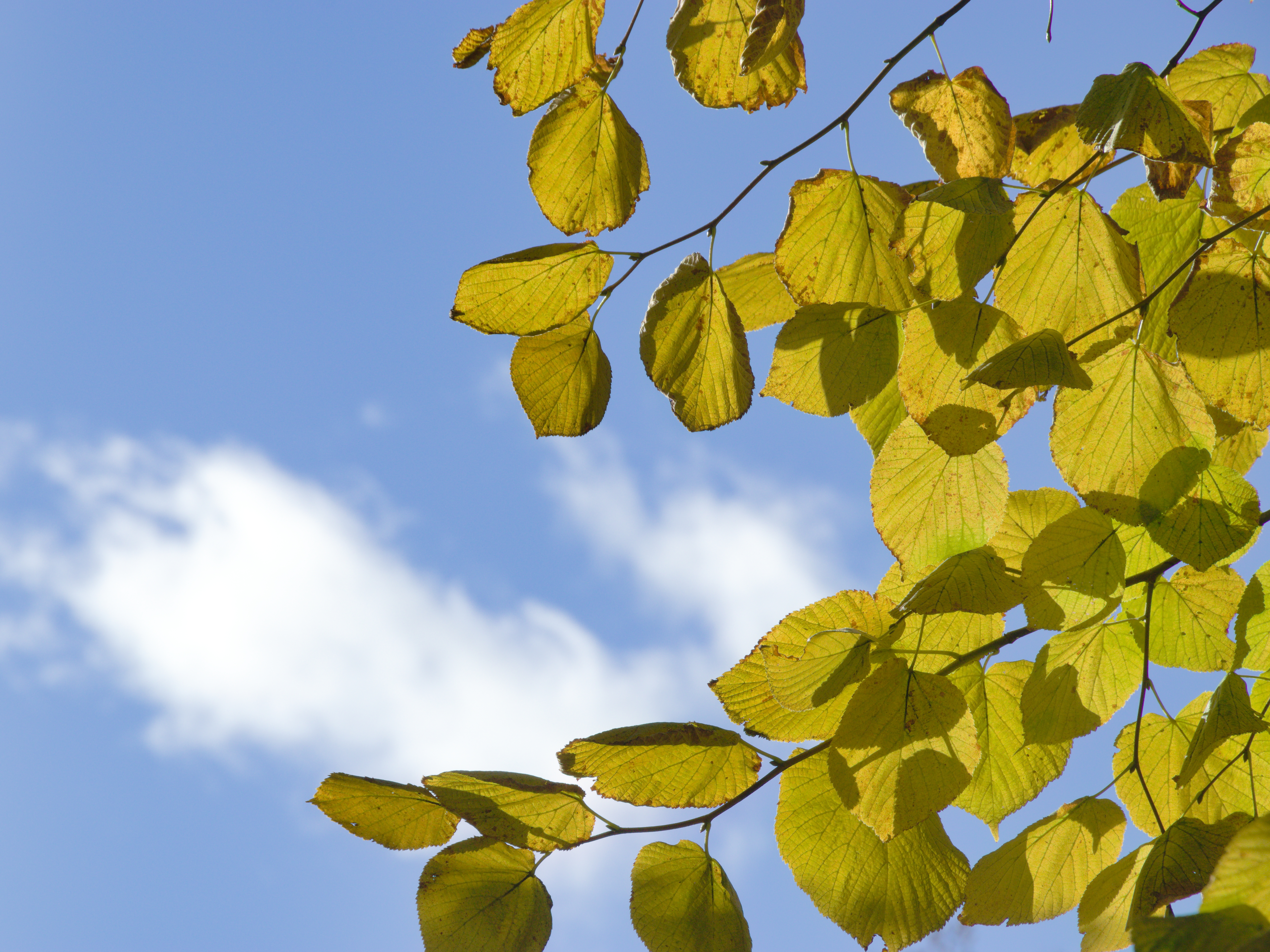 A photograph of leaves with a blue sky and clouds in the background